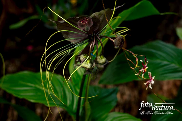 A Tacca chantrieri Inflorescence in the Garden, in Bogotá, Colombia.