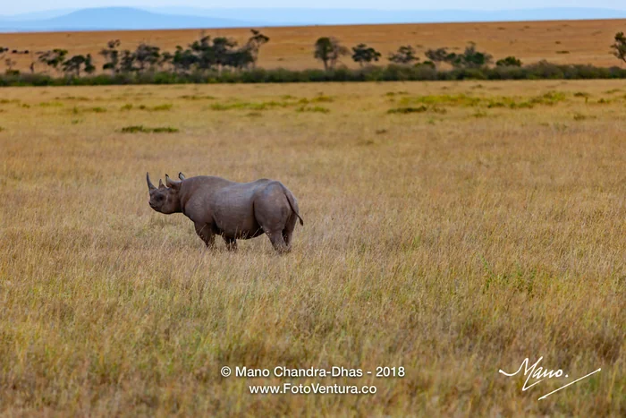 Kenya, East Africa - Rhinoceros On The Masai Mara At Twilight