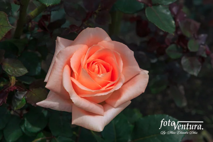 Close-up of pale pink rose blooming in the garden