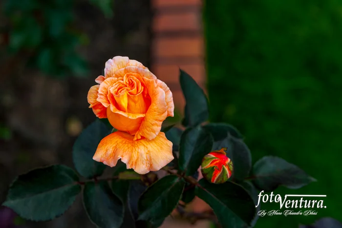 Bogota, Colombia - A Beautiful Orange Coloured Rose and Bud Blooming in the Garden.