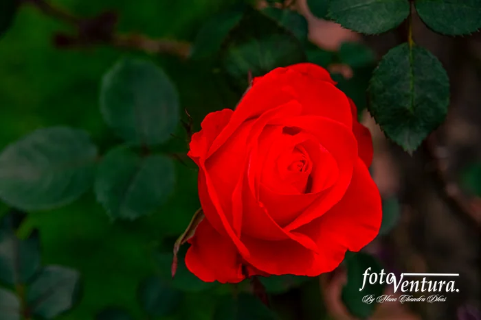 Bogota, Colombia - A Beautiful Red Rose Blooming in the Garden.