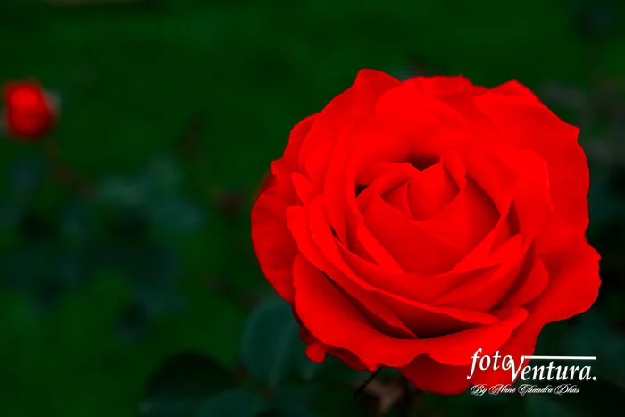 Bogota, Colombia - A Beautiful Orange Coloured Rose Blooming in the Garden.