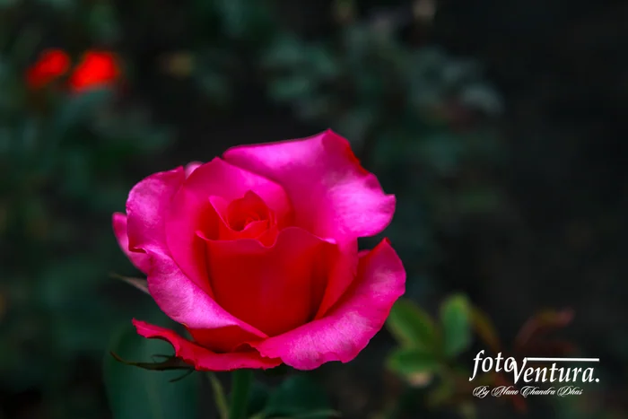 Bogota, Colombia - A Beautiful Pink Coloured Rose Blooming in the Garden.