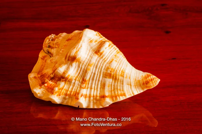 Conch Shell from South India