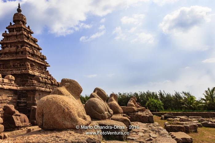 Mahabalipuram, Tamil Nadu, India - Ancient Granite Cows Near the Shore Temple