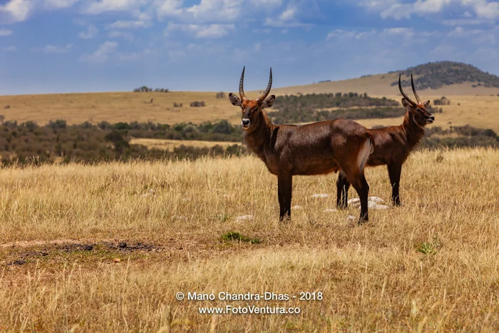 Kenya, East Africa - Topi On The Masai Mara Keeping Watch For Predators