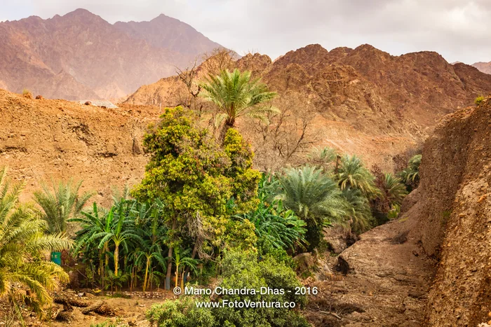 UAE: date palms and fruit trees in Arabian desert wadi.