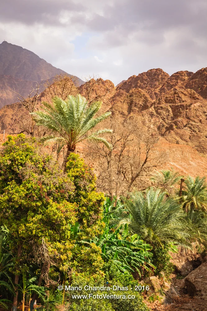 Date palms and fruit trees in Arabian Desert Wadi.