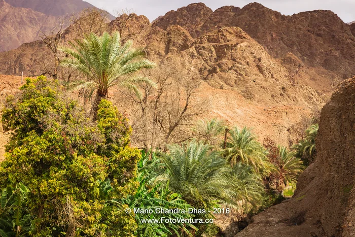 UAE: date palms and fruit trees in Arabian desert wadi.