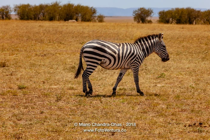 Kenya, East Africa - Zebra grazing on Masai Mara