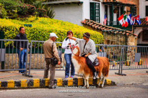 Bogota, Colombia - Tourist on Llama shoots Selfie on cellphone