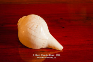 Conch Shell - used in Indian Hindu ceremonies