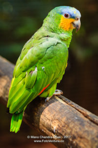 Blue-fronted Amazon or Amazona Aestiva © Mano Chandra Dhas