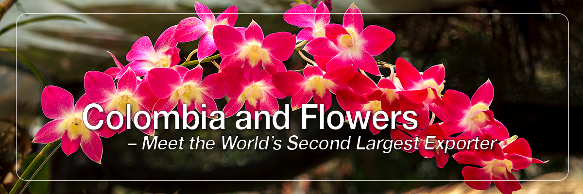 Colombia - Exotic Flowers 1 Colombia is the world's second largest exporter of flowers. See my floral images of the country © Mano Chandra Dhas