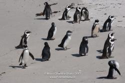 Boulders Beach, Cape Province, South Africa © Mano Chandra Dhas