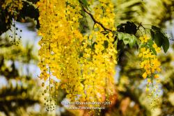Golden Shower Tree - Abundance Of Yellow Flowers
