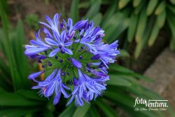 Bogota Colombia: An Umbel of the African Lily In The Garden.