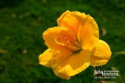 Bogota, Colombia - A Yellow Daylily Blooming in the Garden.