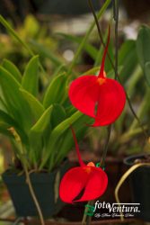 Beautiful Red Masdevallias Coccinea in a Garden in Bogotá, Colombia