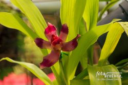 Bogotá, Colombia - A single Pescatoria or also called Bollea Orchid in the Garden