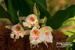 Beautiful Trichopilia Suavis Orchid in the Garden in Bogotá, Colombia
