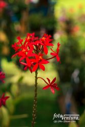 An Epidendrum Radicans Orchid Inflorescence in the Garden
