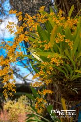 Yellow and deep red Oncidium fill the frame