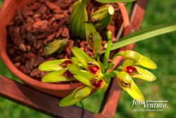 Bulbophyllum Graveolens Orchid Inflorescence