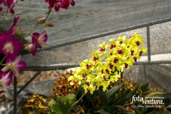 A Dendrobium Inflorescence in the Garden, in Bogotá, Colombia.