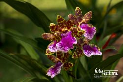 A Zygopetalum Inflorescence in the Garden, in Bogotá, Colombia.