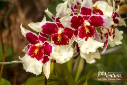 Aliceara Tahoma Glacier Inflorescence in the Garden, in Bogotá, Colombia.