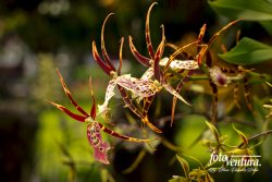 Brassia orchid, Inflorescence in the Garden, in Bogotá, Colombia.