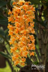 Dendrobium Densiflorum Inflorescence in the Garden, in Bogotá, Colombia.