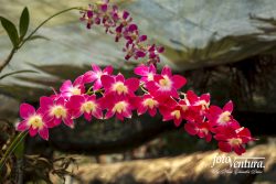  Dendrobium Bigibbum Inflorescence in the Garden, in Bogotá, Colombia.