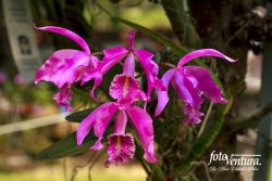 Cattleya Maxima Inflorescence in the Garden, in Bogotá, Colombia.