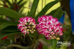 Rhynchostylis Gigantea Inflorescence in the Garden, in Bogotá, Colombia.