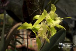 Rhyncholaelia Digbyana Inflorescence in the Garden, in Bogotá, Colombia.