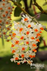 Dendrobium Thyrsiflorum Inflorescence in the Garden, in Bogotá, Colombia.