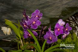 A Vanda orchid Inflorescence in the Garden, in Bogotá, Colombia.