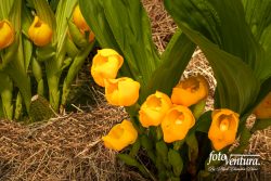 A rare Anguloa Clowesii Commonly Known as Tulip or Cradle Orchid Inflorescence in the Garden, in Bogotá, Colombia.