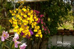 Different orchids inflorescence in the Garden, in Bogotá, Colombia.