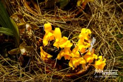 Lycaste Cruenta Inflorescence in the Garden, in Bogotá, Colombia.