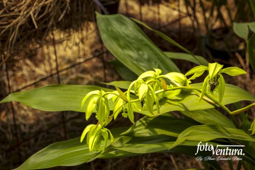 A Rare Coelogyne Pandurata Commonly Known as the Black Orchid Inflorescence in the Garden