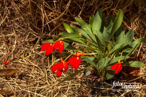 Masdevallia Ignea Commonly Known As Kite Orchid Inflorescence in the Garden