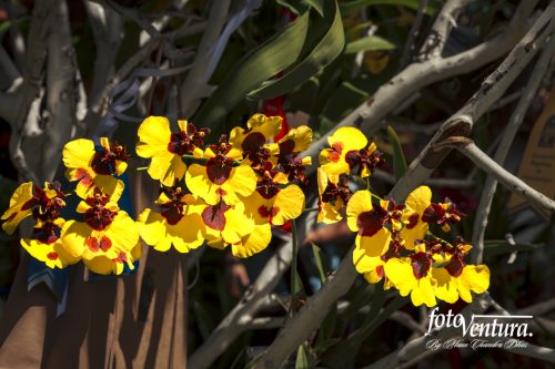 Oncidium Sphacelatum or Commonly Called the Dancing Ladies Orchid Inflorescence in the Garden