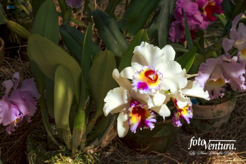 Cattleya Hybrid Orchid Inflorescence in the Garden