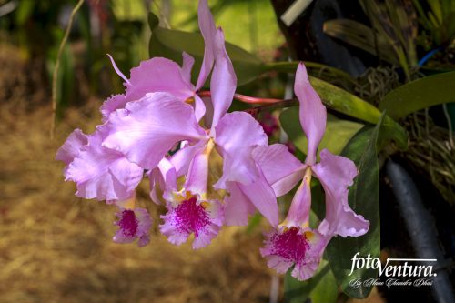 Cattleya Trianae Orchid Inflorescence in the Garden