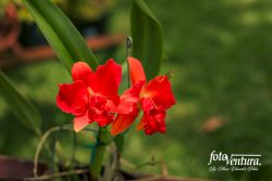 Rhyncholaelio Cattleya Orchid Inflorescence in the Garden in the morning sunlight.