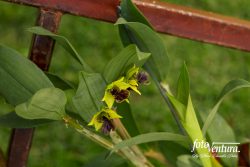 Dendrobium Convolutum Orchid Inflorescence in the Garden, in Bogotá, Colombia.