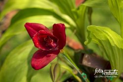 Lycaste Inflorescence in the Garden, in Bogotá, Colombia.